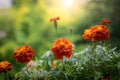 Marigold flower in drops after rain