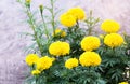 Marigold flower field,spring season yellow flowers,yellow Flower
