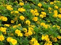 Marigold flower Gada Genda at garden