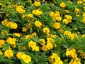 Marigold flower Gada Genda at garden