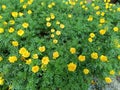 Marigold flower Gada Genda at garden
