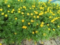 Marigold flower Gada Genda at garden