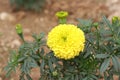 Marigold Flower gada flower top view in the garden, Gold Marigold fascinate our mind