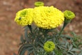 Marigold Flower gada flower top view in the garden, Gold Marigold fascinate our mind