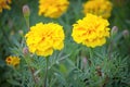 Marigold flower