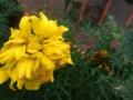 Marigold Flower Grow beside the Fence Royalty Free Stock Photo