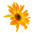 Marigold flower head isolated on white background. Calendula flower Royalty Free Stock Photo