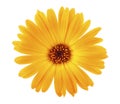 Marigold flower head isolated on white background. Calendula flower. Top view Royalty Free Stock Photo