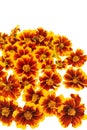 Marigold flower heads over white