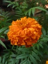 Marigold Flower Image