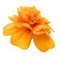 Marigold flower isolated lies white digital painting Royalty Free Stock Photo