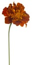Marigold flower isolated Royalty Free Stock Photo