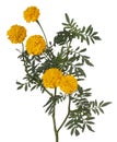 Marigold flower isolated Royalty Free Stock Photo