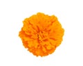 Marigold flower isolated on white Royalty Free Stock Photo