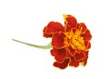 Marigold flower