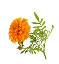 Marigold flower isolated on white Royalty Free Stock Photo