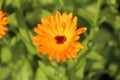 Marigold flower kitchen garden in Hitland, Netherlands