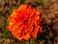 Marigold flower in the garden