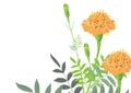 Marigold flower with leave on white background for Royalty Free Stock Photo