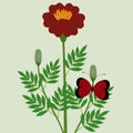 Marigold flower with leaves and a butterfly on a green background. Royalty Free Stock Photo