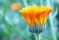 Marigold flower Royalty Free Stock Photo