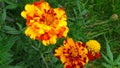 Marigold flower, mixture of oranges and yellows. Royalty Free Stock Photo