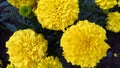 Marigold flower, mixture of oranges and yellows.