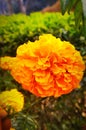 Marigold flower with mobile clik at siraha nepal