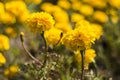 Marigold flower