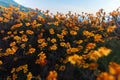 marigold flower in morning light