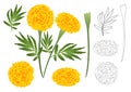 Marigold Flower Outline - Tagetes. Vector Illustration. isolated on White Background
