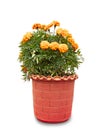 Marigold flower plant in red pot isolated on white Royalty Free Stock Photo