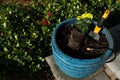 Marigold flower planting in a big blue pot