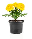 Marigold flower in pot