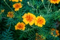 Marigold flower