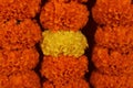 Marigold flower red and yellow color, different theme