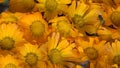 Marigold rotating turntable clockwise shot. 4K