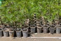 Marigold flower seedlings in plastic cups Royalty Free Stock Photo