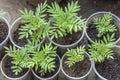 Marigold flower seedlings in used plastic glass.