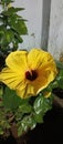 Marigold flower in sita park chs mira road