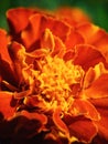 Marigold flower Tagetes erecta, Mexican, Aztec or African marigold in the garden. Macro of marigold in flower bed sunny day. Royalty Free Stock Photo