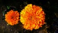 Marigold flower or Tagetes Marigolds or calendula officinalis or caltha or ganda or gols bloom or garden marigold or gold bloom or