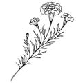 marigold flower tattoo drawing, black marigold tattoo, minimalist marigold tattoo in black and white, Mexican marigold tattoo