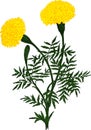 Yellow Marigold flower. Vector