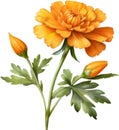 Marigold flower, Watercolor painting of a Marigold flower. AI-Generated.