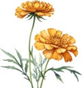 Marigold flower, Watercolor painting of a Marigold flower. AI-Generated.