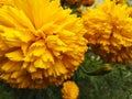 Marigold flower in winter season creat cute view