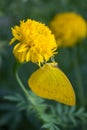 Marigold flower with yellow butterfly Royalty Free Stock Photo