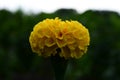 Marigold flower