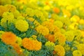 Marigold Flowerbed